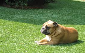 Pet friendly artificial grass near me. Tour Greens Western New York Installer Of Xgrass Pet Turf Artificial Grass For Dogs