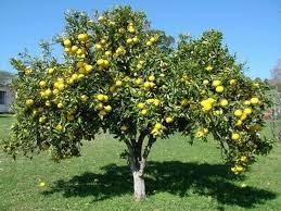 Image result for Citrus maxima