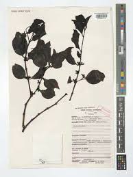 Image result for Scorodophloeus