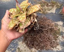 Image result for Aloe cameronii × greatheadii