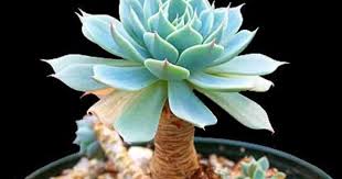 Bird Of Paradise Plant Leaves Curling Inward Blue Echeveria Echeveria Derenbergii Additional Common Names Maroon Chenille Plant Painted Lady Copper Rose Wax Rosette Echeveria Plants Blue Plants
