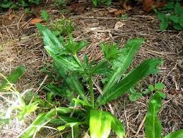 Chadron Beni Eryngium Foetidum Apiaceae Radie La Fievre Plante Medicinale Jardins Fleurs