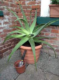 My Giant Aloe Vera Plant Out For The Summer After A Long Winter Indoors Sprouting Babies Aloe Vera Plant Aloe Plant Aloe Vera Plant Indoor