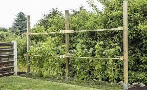Knallig rot, suess und lecker. Himbeeren Pflanzen Pflegen Und Ernten Mein Schoner Garten