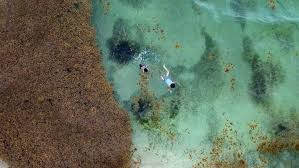 Pruebas de desempeño de barreras desmi sargazo mesh boom y remoción de sargazo con el desmi sea turtle mki. El Caribe Mexicano Se Ahoga En Sargazo Sociedad El Pais