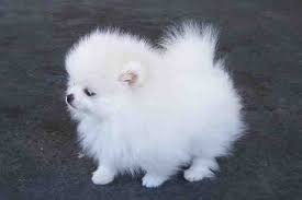Black And White Pomeranian Puppy For Sale Teacup Pomeranian Dog Breed Pomeranian Puppy Pomeranian Dog Teacup Pomeranian