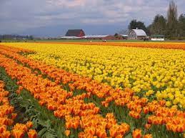 Kini industri nasional mulai mencari pasar pengganti. 10 Taman Bunga Tulip Dari Seluruh Dunia Mulai Asia Hingga Eropa