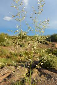 Image result for Eragrostis castellaneana