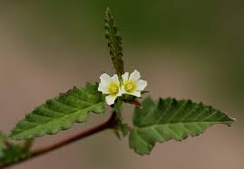 Image result for Melochia corchorifolia