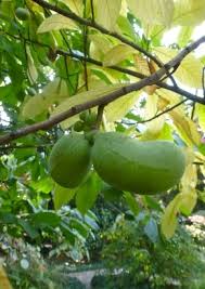 Die indianerbanane stammt ursprünglich aus nordamerika. Indianerbanane Paw Paw Bananen Strelizie Exotische Samen Samereien Samenhaus Knieke
