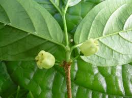 Image result for Rytigynia umbellulata