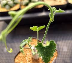 Image result for Corallocarpus bainesii