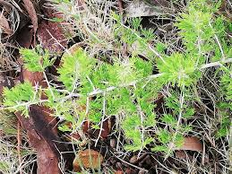 Image result for Asparagus suaveolens