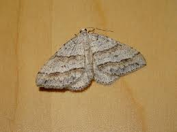 Image result for Mesotype parallelolineata