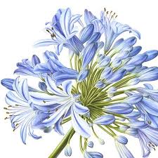 Agapanthus Pure Watercolor Original Painting 55x44 Cm Also Available As Certified Art Giclee In My Webshop Find Yo Botanical Art Original Paintings Art