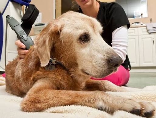 Laser Treatment for Dogs | Brookeville Pet Laser Therapy