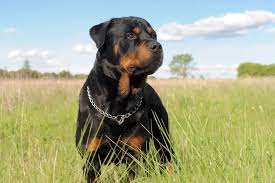 The Rottweilers (@Rodwajleri) • Facebook