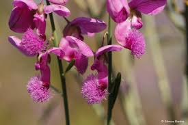 Image result for Polygala virgata