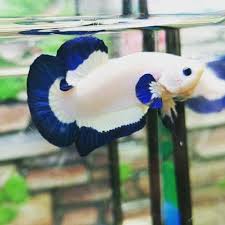 Bfarm.id adalah situs pasar online yang membantu peternak dan pembeli hewan ternak untuk berdagang secara efisien dengan biaya yang murah dan aman. Harga Ikan Cupang Blue Rim