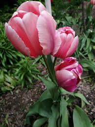 1 și 2 ianuarie (prima zi a doua zi de anul nou) și 24 ianuarie. Expert Contabil Pfa Angelica Bordeianu Posts Facebook