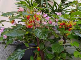 Image result for Impatiens niamniamensis
