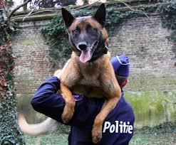 Degenen die ermee werken worden aangeduid als hondengeleider Hondenteam Politie Gent Organiseert Demo Voor Vijfde Verjaardag Stad Gent Persruimte
