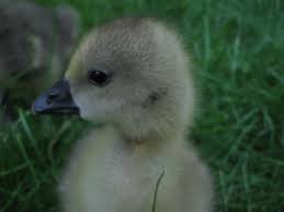 Geese are not nearly as popular to raise as chickens or ducks but they serve a purpose and are fun to watch. Raising Geese 8 Things To Know Before Getting Started