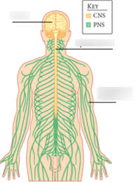 Peripheral nervous systems, respiratory system, cardiovascular system, digestive system, endocrine system, reproductive system, urinary system, skeletal system, muscular system conceptdraw flowchart maker allows you to easier create a process flowchart. Nervous System Diagram Quizlet