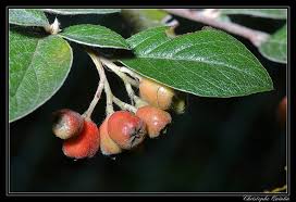Image result for Cotoneaster franchetii