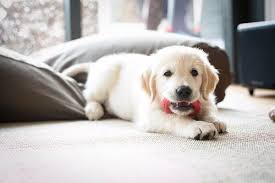 Leaving Your Puppy Safe At Home Con Imagenes Cachorros Golden Retrievers Imagenes De Cachorros