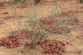 Image result for Cadaba termitaria