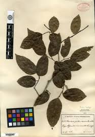 Image result for Bivinia jalbertii