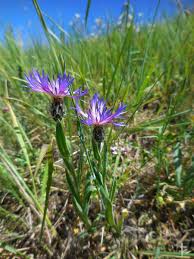 Image result for Triumfetta angolensis