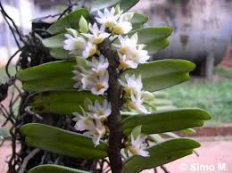 Image result for Calyptrochilum christyanum