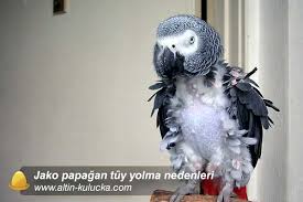 Jako Papagan Tuy Yolma Sorunu Jako Yetistiriciligi Altin Kulucka