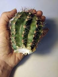 Image result for cactus cuttings