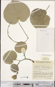 Image result for Phragmanthera eminii