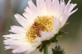 Image result for Berkheya setifera