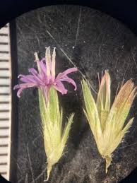 Image result for Elephantopus