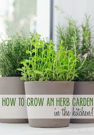 How to grow an herb garden in your kitchen. 5 Ways To Grow An Herb Garden In The Kitchen