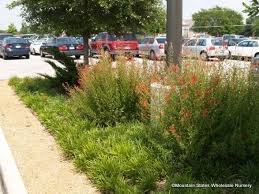 Image result for Anisacanthus