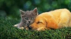 • exposure to secondhand smoke can make existing health conditions such as heart disease and asthma worse. Dogs Get Cirrhosis Cats Get Lung Cancer The Animal Medical Center