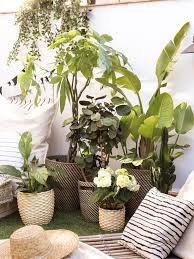 Está de moda la decoración de jardines con piedrecitas blancas y las. 372 Fotos De Plantas De Exterior