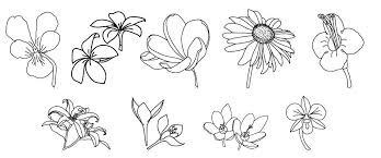 If the petals are not joined. Floral Ornaments In Vector Format Flower Drawing Easy Flower Drawings Flower Sketches
