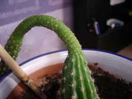 Hoy mi gato choco muy fuerte contra mi sillon y no se si fue producto del golpe que se le salio un colmillo de arribs o es natural mi gatito tiene tres mese y que puedo hacer si se le cayo por el golpe gracias. Ayuda Con Mi Cactus