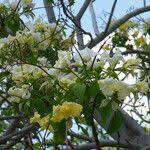 Image result for Cladostemon kirkii