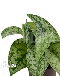 Scindapsus silver lady vs silver splash. Araflora Exotic Flora More Scindapsus Silver Lady