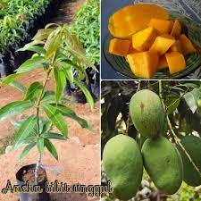 Mangga madu, mangga harum manis, mangga apel, mangga manalagi, mangga golek, mangga kueni, mangga gadun dan jenis mangga lainnya. Jual Tanaman Buah Bibit Buah Mangga Harum Manis Mangga Arum Manis Di Lapak Tukang Taman Bukalapak