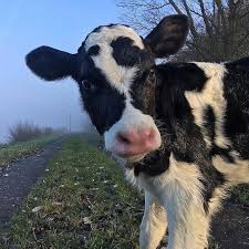 Cute Cows Cutecows2 Twitter In 2020 Cute Animals Cute Cows Cow
