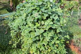 Image result for Psophocarpus grandiflorus